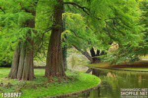 Tranh cây cổ thụ bên suối
