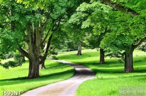Tranh loối nhỏ dẫn vào rừng