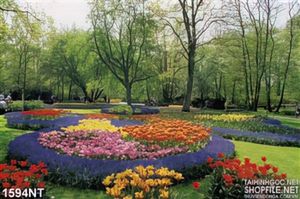 Tranh sắc hoa tulip in uv