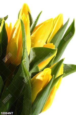 Tranh hoa tulip