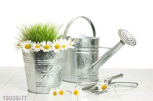 Tranh hoa cúc họa mi