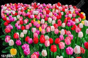 Tranh hoa tulip