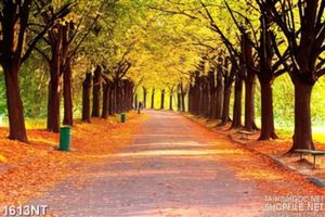 Tranh đường đầy lá vàng