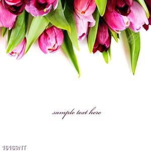 Tranh hoa tulip 