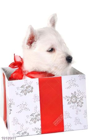Tranh chú có trắng nhỏ