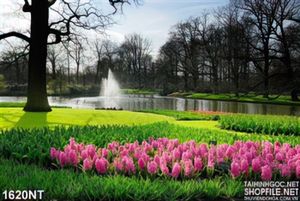 Tranh tulip hồng bên sông