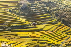Tranh psd phong cảnh ruộng bậc thang 