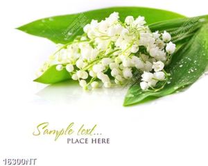 Tranh bông hoa trắng