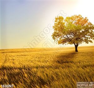 Tranh cây và đồng cỏ vàng