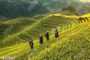 Tranh phong cảnh ruộng bậc thang Tây Bắc