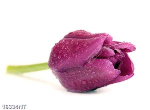 Tranh bông hoa tulip tím