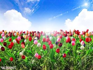 Tranh cánh đồng hoa tulip 