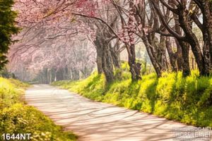 Tranh cung đường anh đào