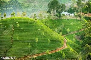 Tranh phong cảnh đồi núi 16488NT