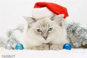 Tranh chú mèo đội mũ noel