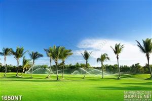 Tranh hàng dừa trên thảm cỏ