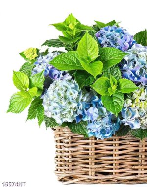 Tranh hoa cẩm tú cầu
