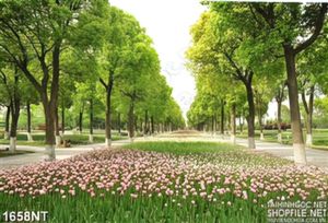 Tranh tulip giữa hàng cây