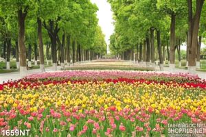 Tranh cánh đồng tulip in uv