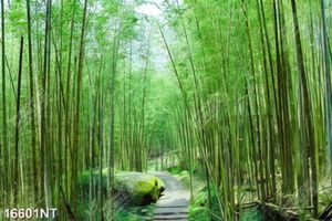 Tranh khu rừng trúc xanh 16601NT