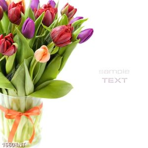 Tranh bó hoa tulip 16608NT