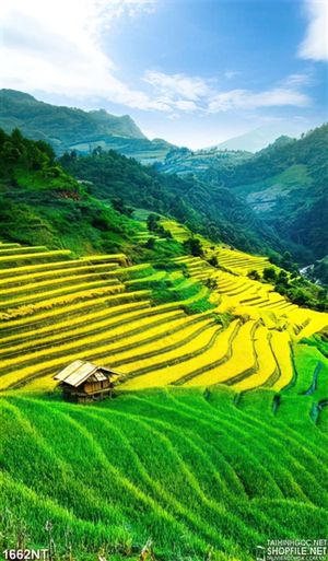 Tranh đồng bằng xanh
