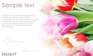 Tranh hoa tulip 16658NT