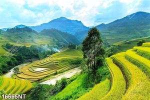 Tranh phong cảnh ruộng bậc thang 16665NT