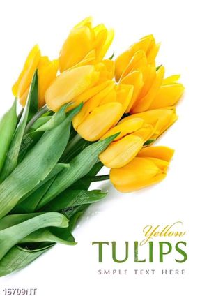 Tranh hoa tulip vàng