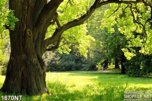 Tranh cây cổ thụ trên đồng cỏ