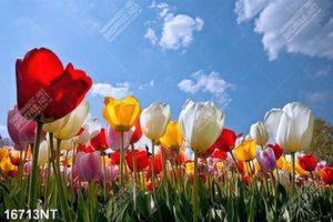 Tranh cánh đồng hoa tulip 