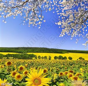 Tranh hướng dương và anh đào