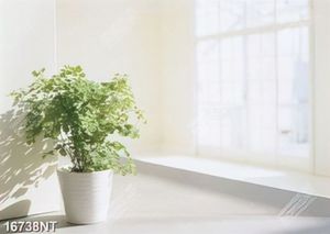Tranh chậu cây xanh nơi góc nhà