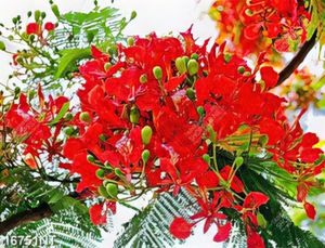 Tranh hoa phượng đỏ file psd
