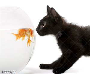 Tranh mèo đen bên chậu cá cảnh