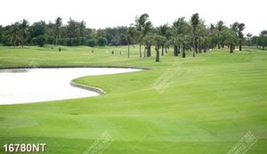 Tranh sân golf 