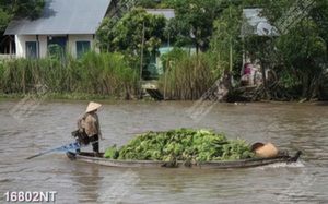 Tranh người chở hàng trên sông