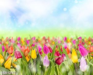 Tranh hoa tulip đẹp 16812NT