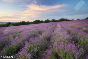 Tranh hoa Lavende