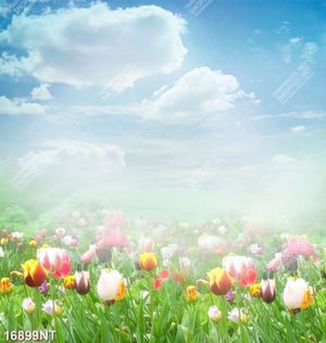 Tranh cánh đồng hoa tulip 16899NT