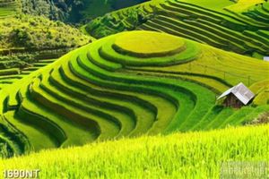 Tranh ruộng bậc thang in uv