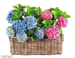 Tranh giỏ hoa cẩm tú cầu