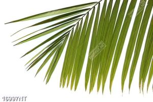 Tranh lá dừa màu xanh