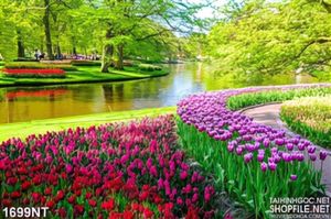 Tranh những luống hoa tulip