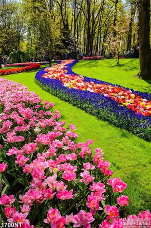 Tranh con đường hoa tulip