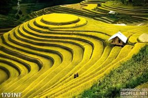 Tranh ruộng bậc thang chín vàng