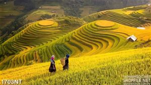 Tranh đi thu hoạch lúa