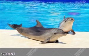 Tranh nghệ thuật trang trí tường