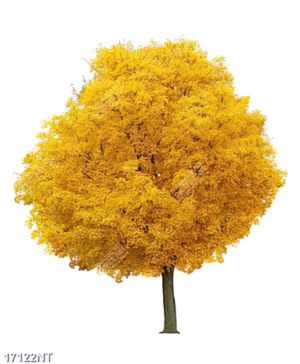 Tranh treo tường trang trí nghệ thuật