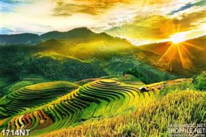 Tranh đồng ruộng đón bình minh